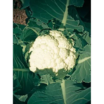 Natural Cauliflower